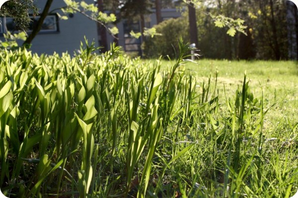 liljekonvaljerpagang