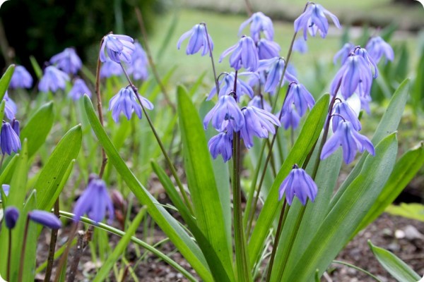 scilla_13_2