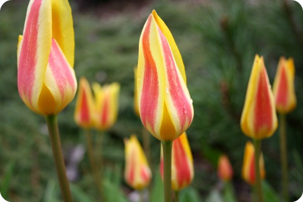 tulpantulpan_ggh
