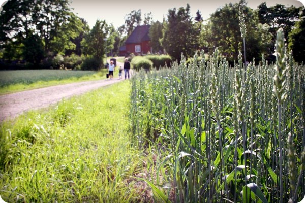 faltet_angarna_ochtraden