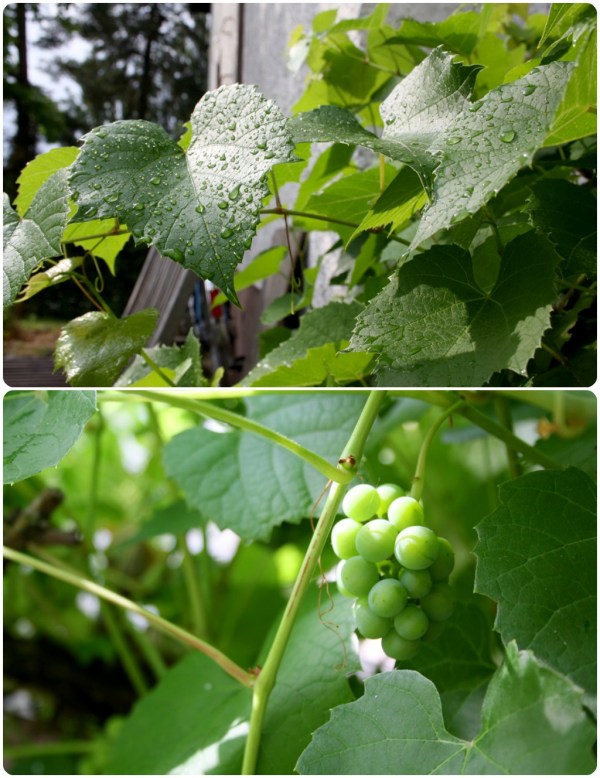 snartmognarvinisarna