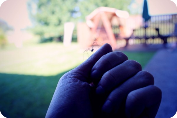 sommargaster_tripittripp